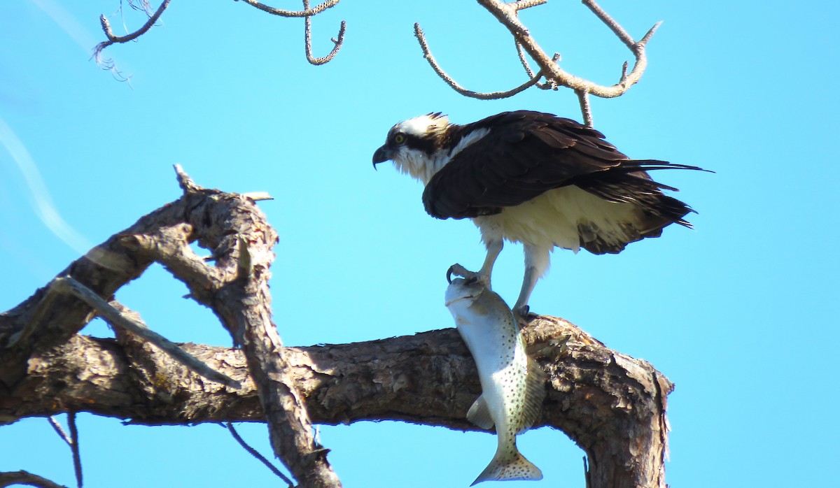 Osprey - ML646750466