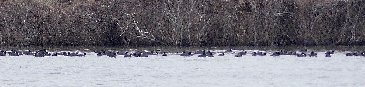אגמית אמריקנית - ML646750467