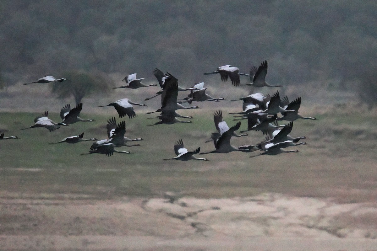 Common Crane - ML646750469