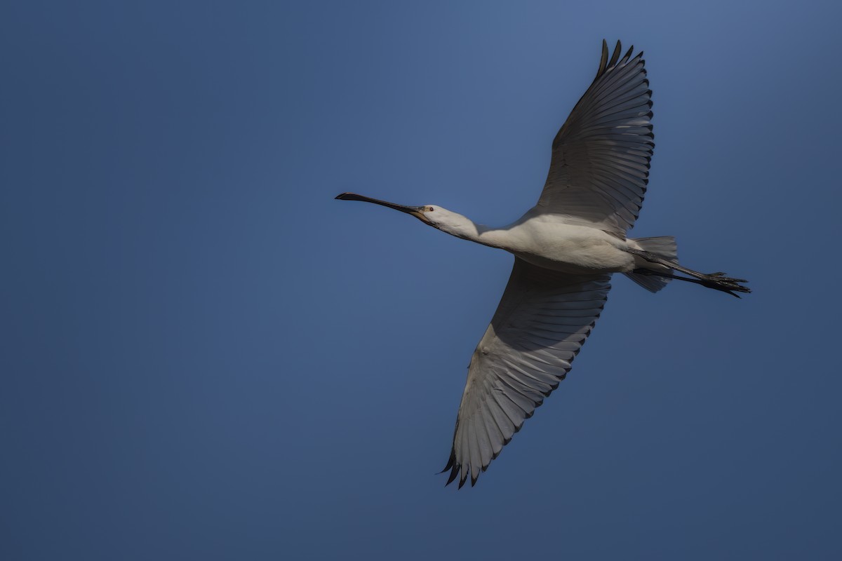 Eurasian Spoonbill - ML646750470
