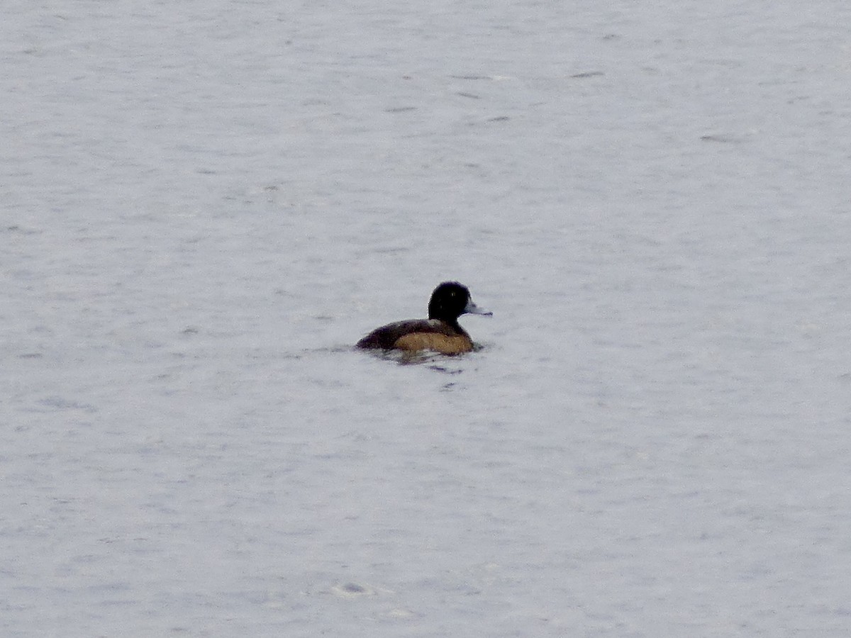 צולל בינוני - ML646750471
