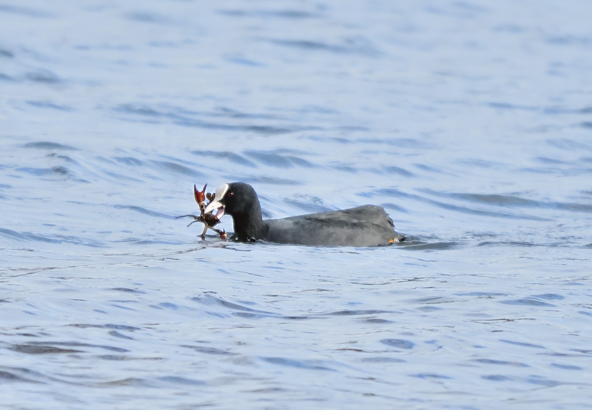 Лиска звичайна - ML646750472