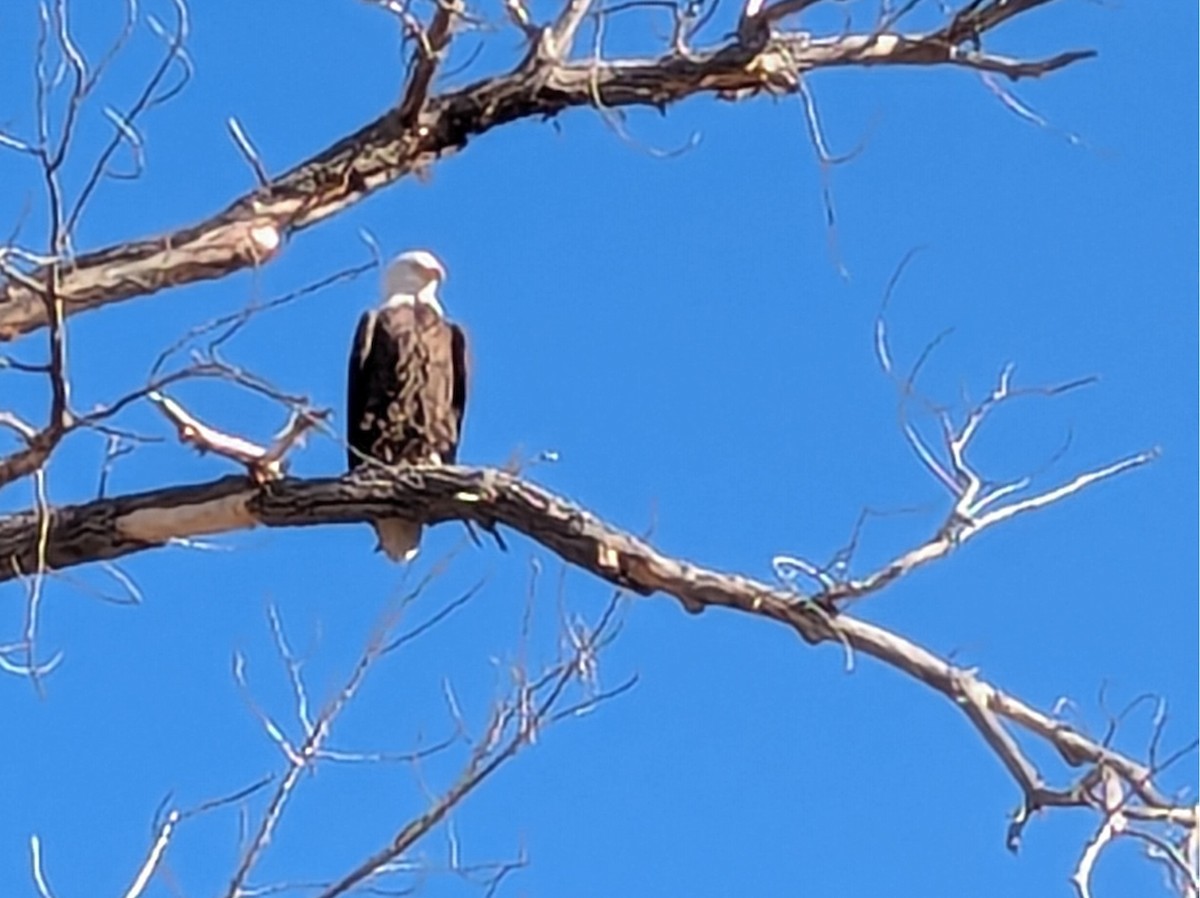 Bald Eagle - ML646750474