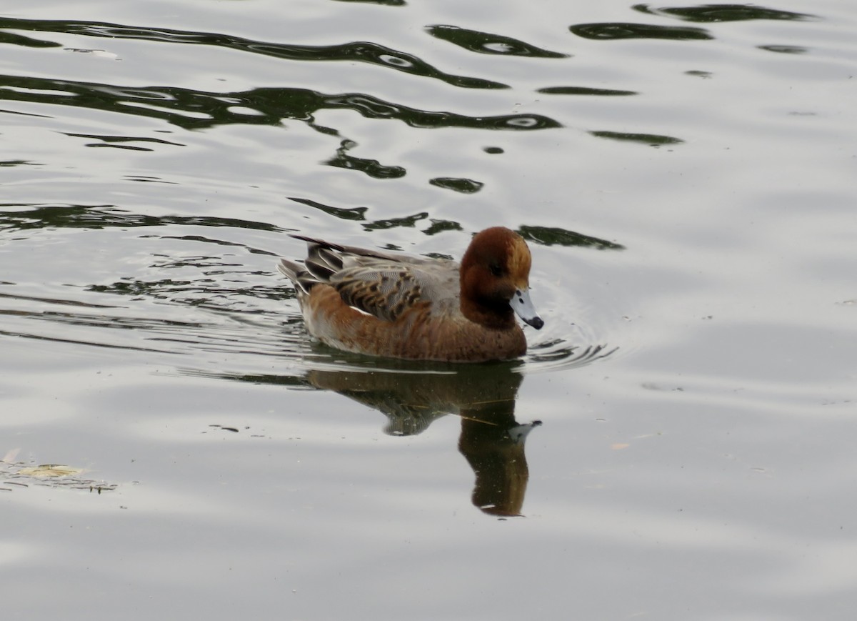 赤頸鴨 - ML646750480