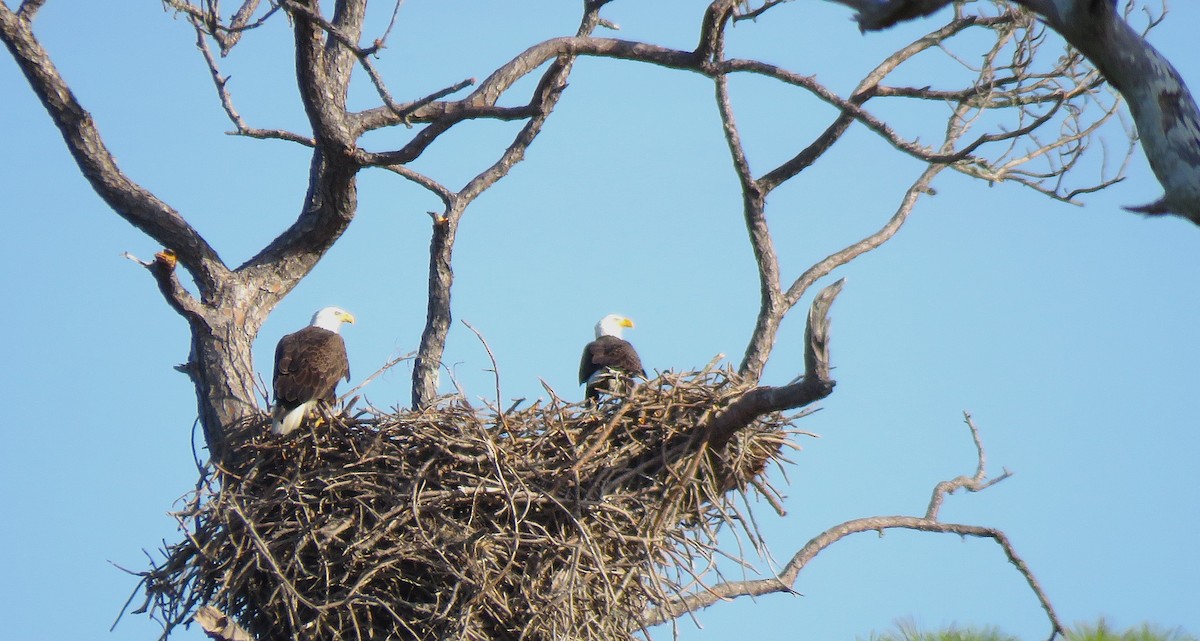 Bald Eagle - ML646750481
