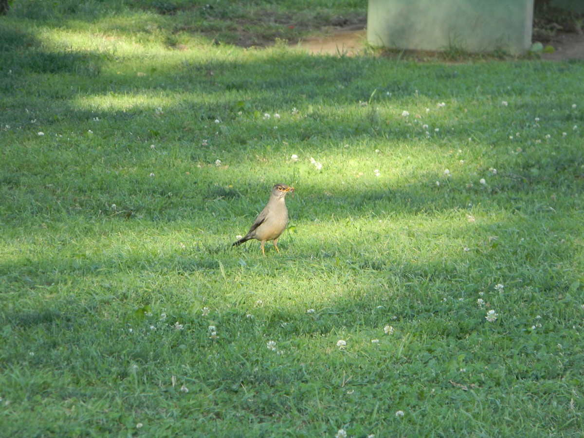 Merle austral - ML646750484