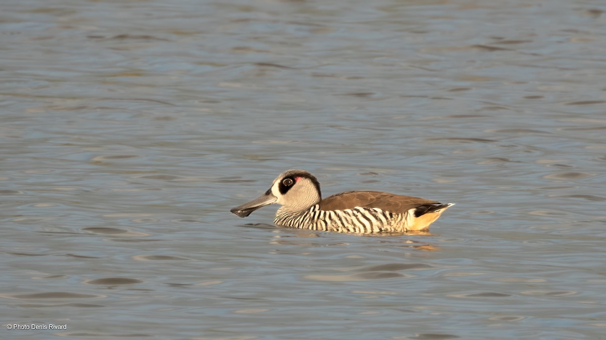 Pink-eared Duck - ML646750486
