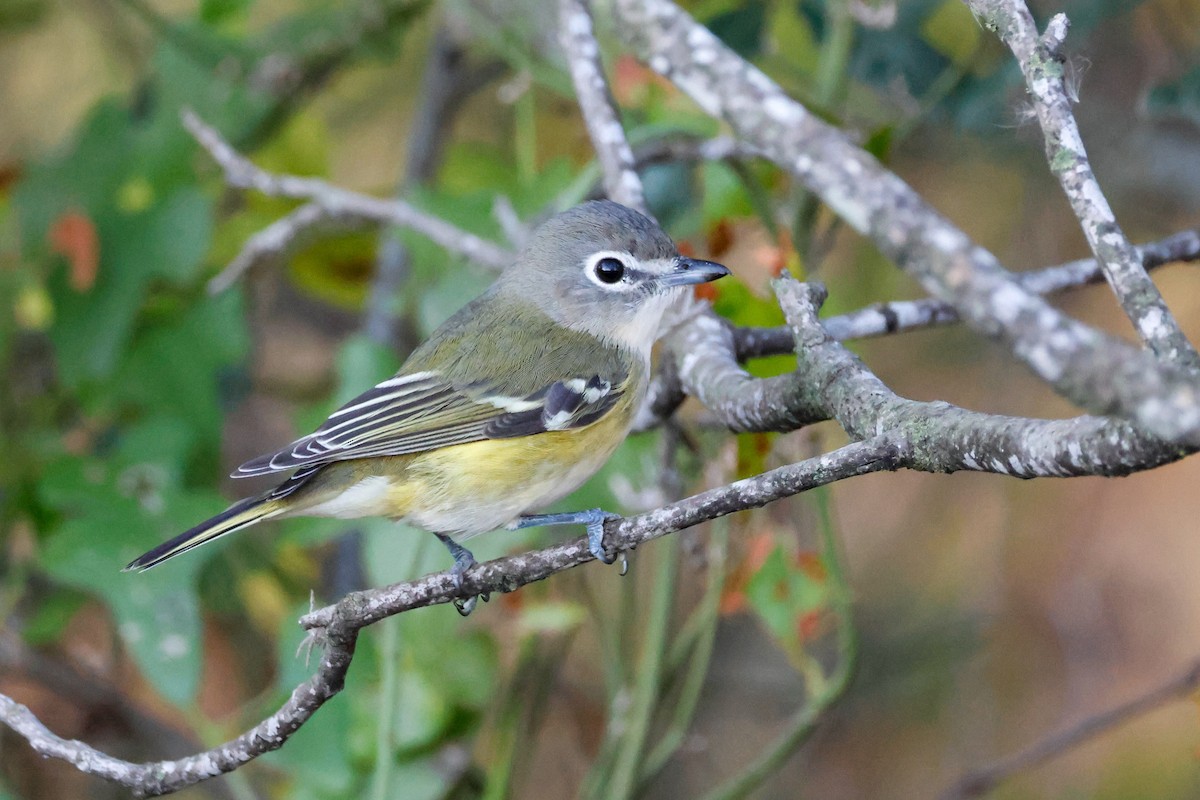 Bireo buru-urdina - ML646750487