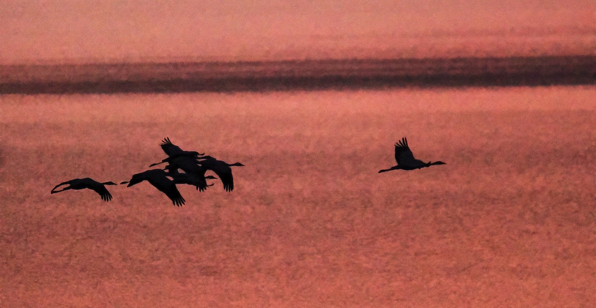 Common Crane - ML646750488