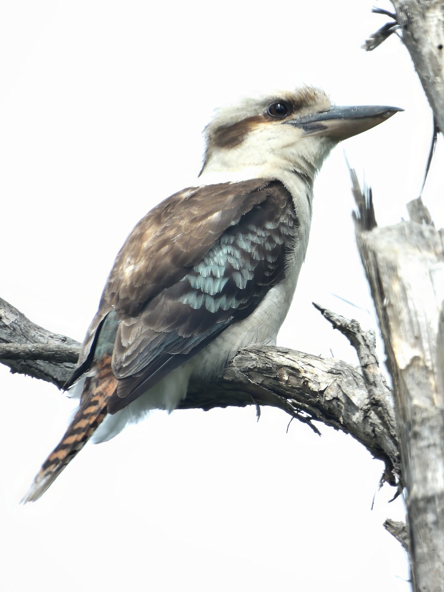 Kukabura - ML646750489