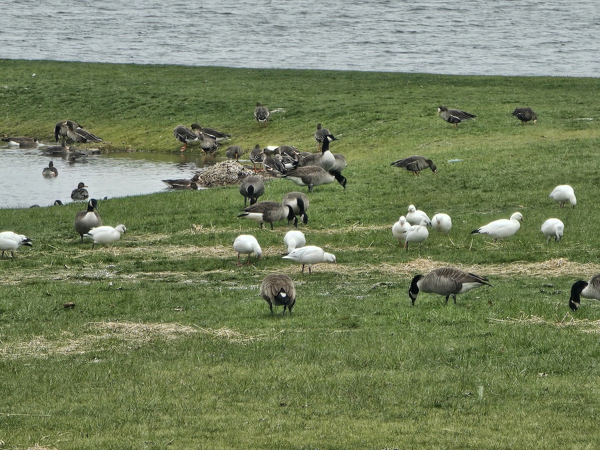 Snow Goose - ML646750492