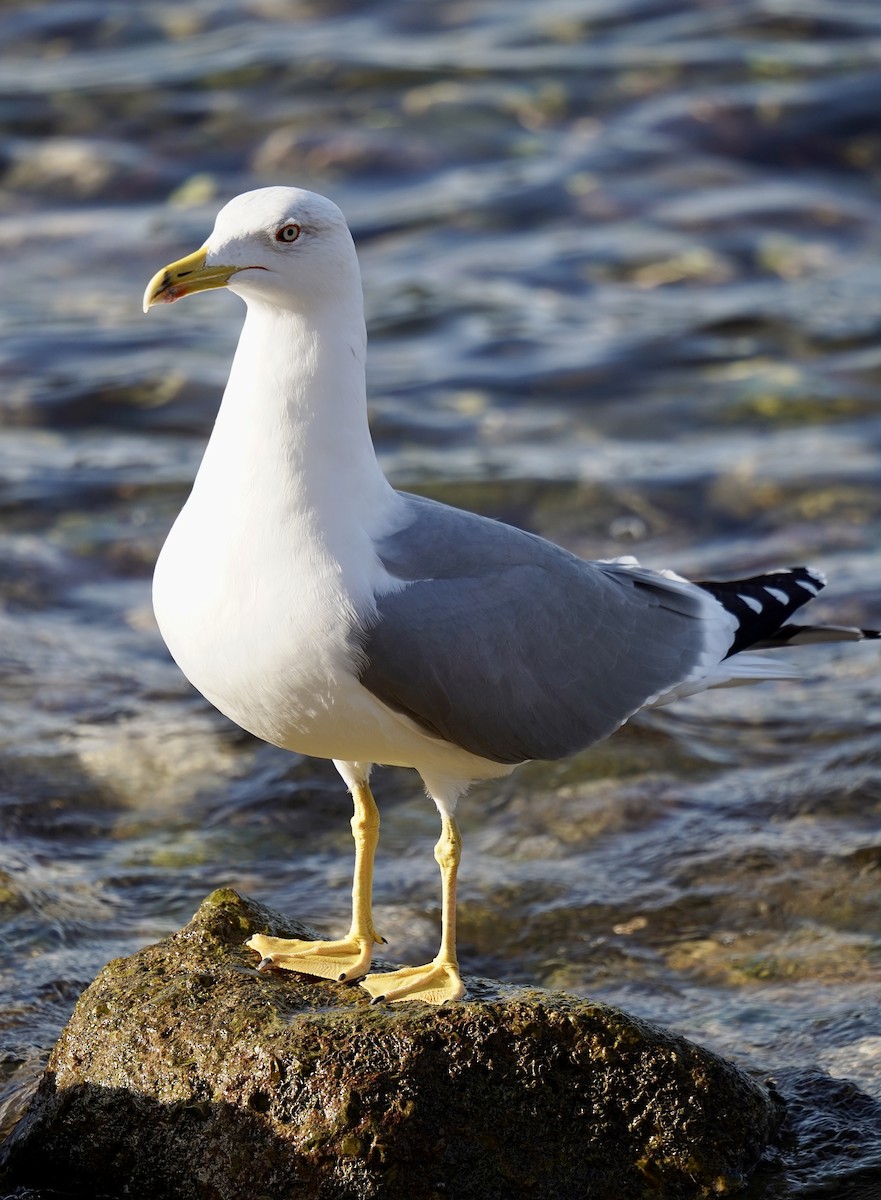 racek středomořský - ML646750493