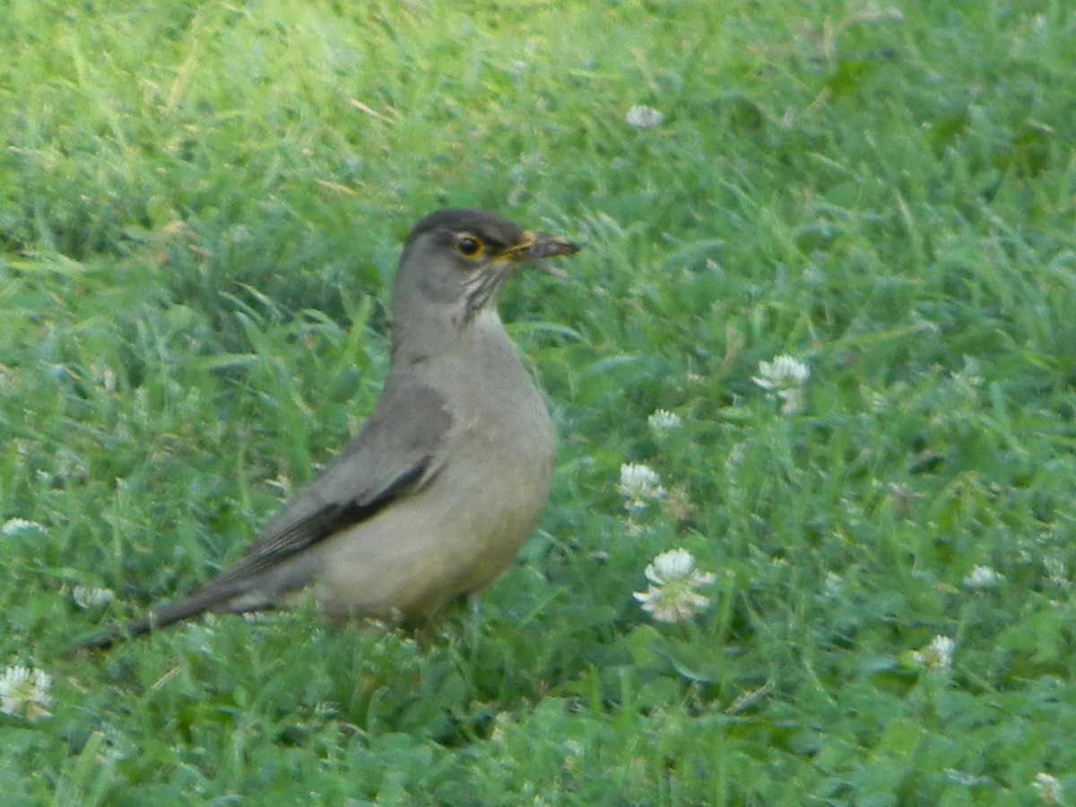 Merle austral - ML646750494