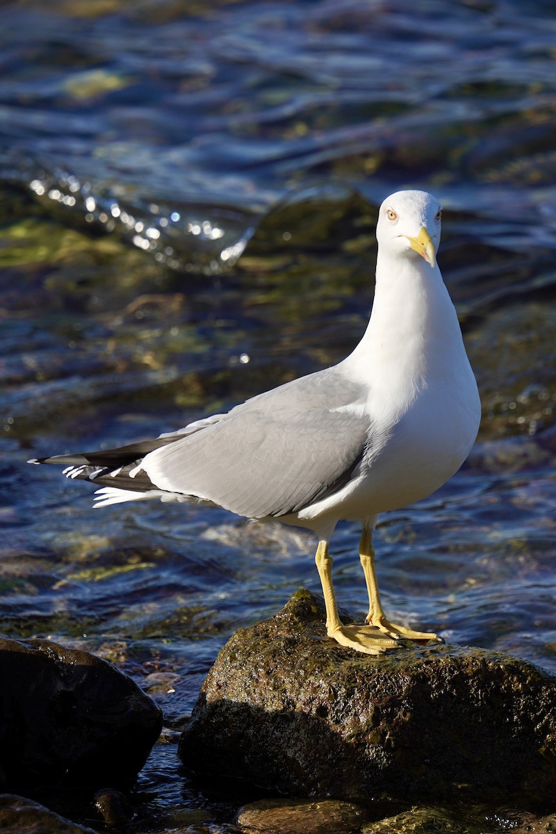 racek středomořský - ML646750495