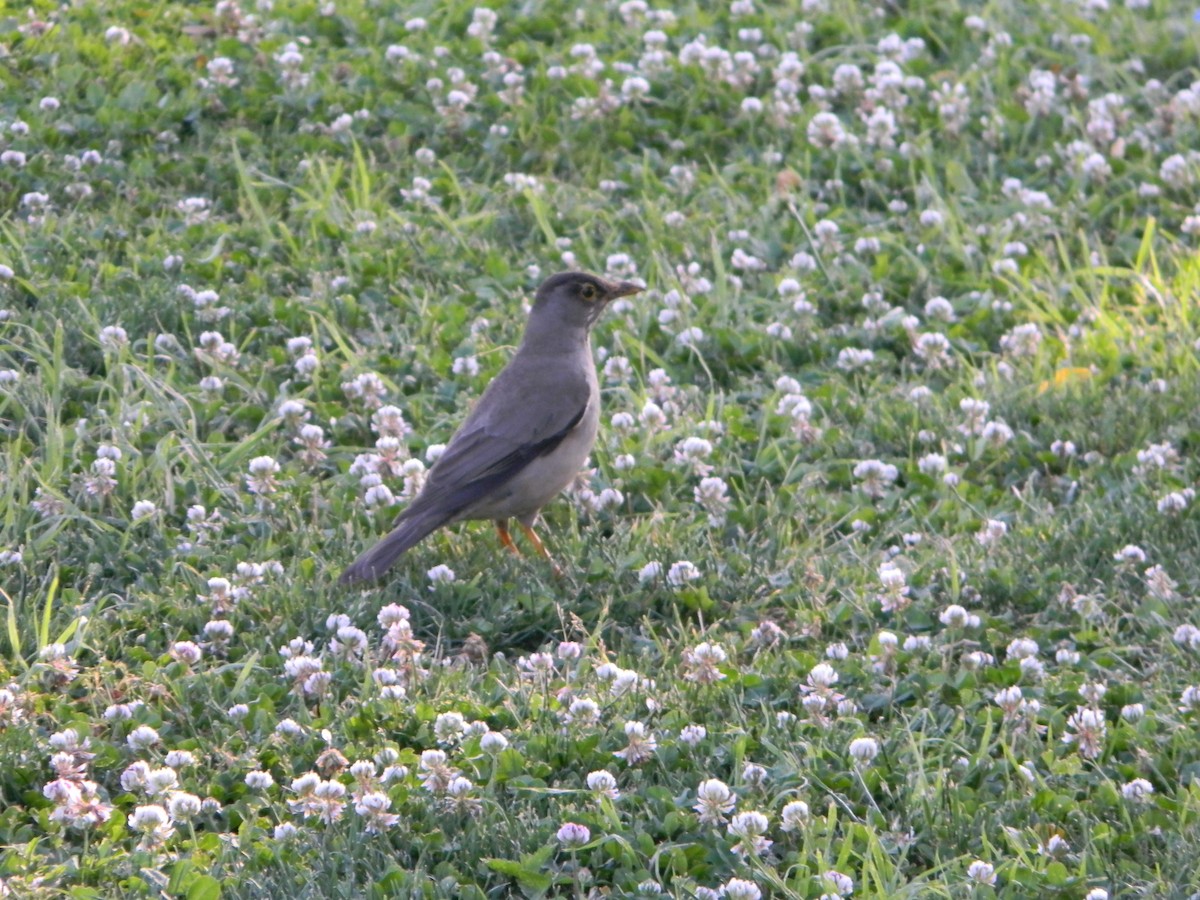 Merle austral - ML646750496