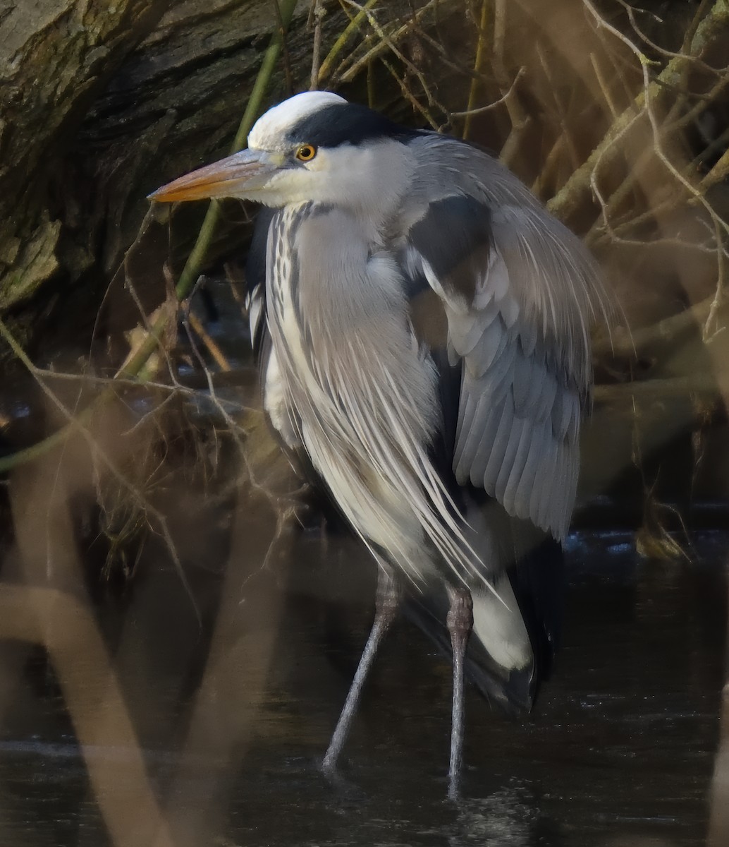 Чапля сіра - ML646750497