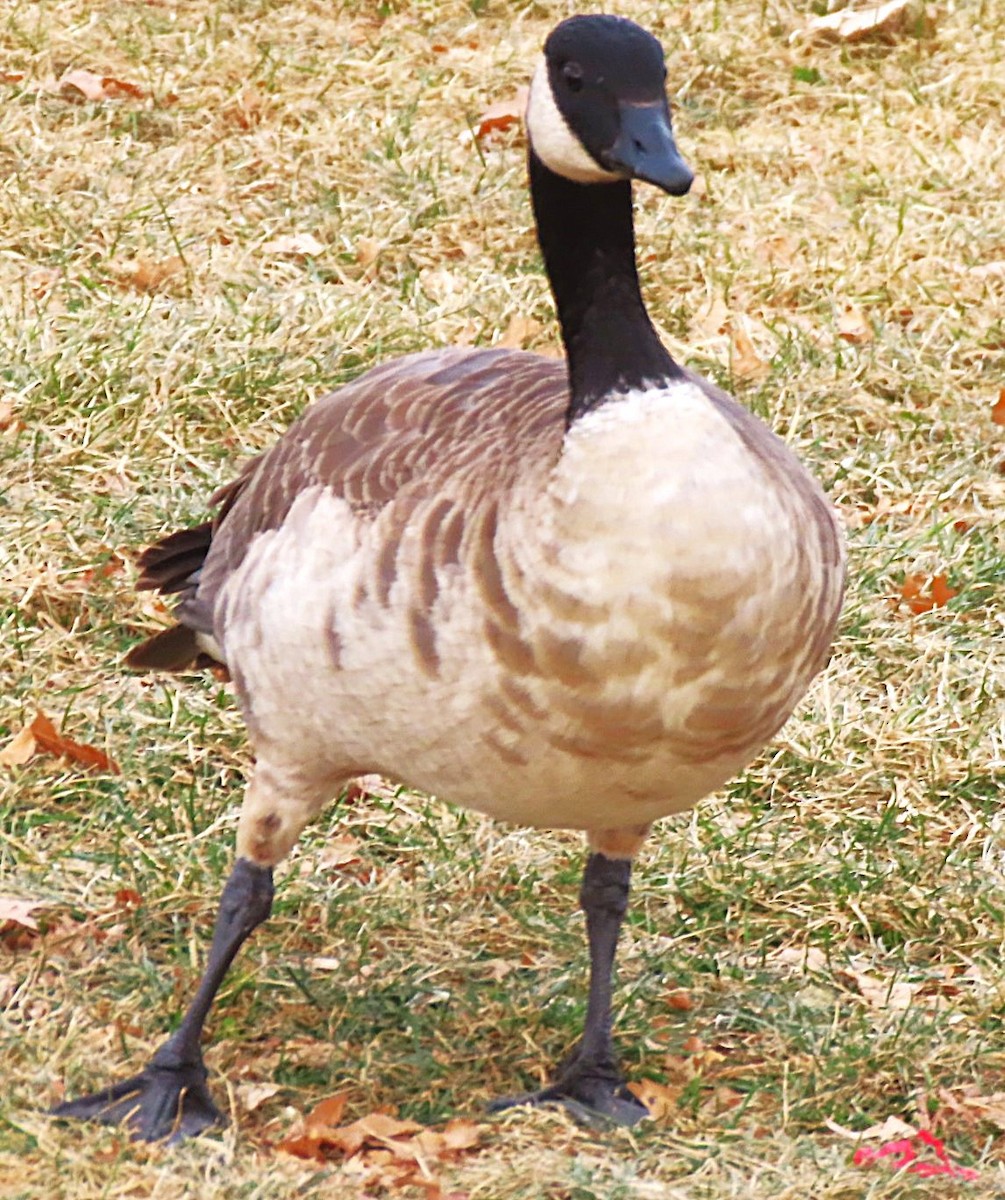Cackling Goose - ML646750498