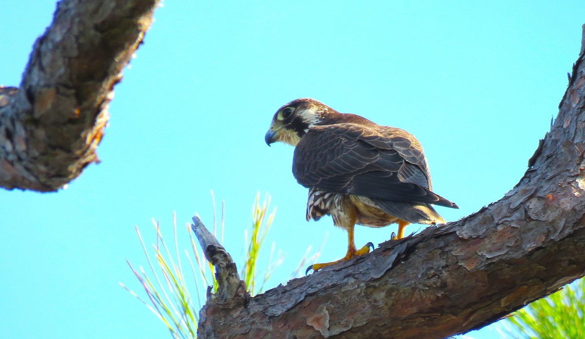 Peregrine Falcon - ML646750499