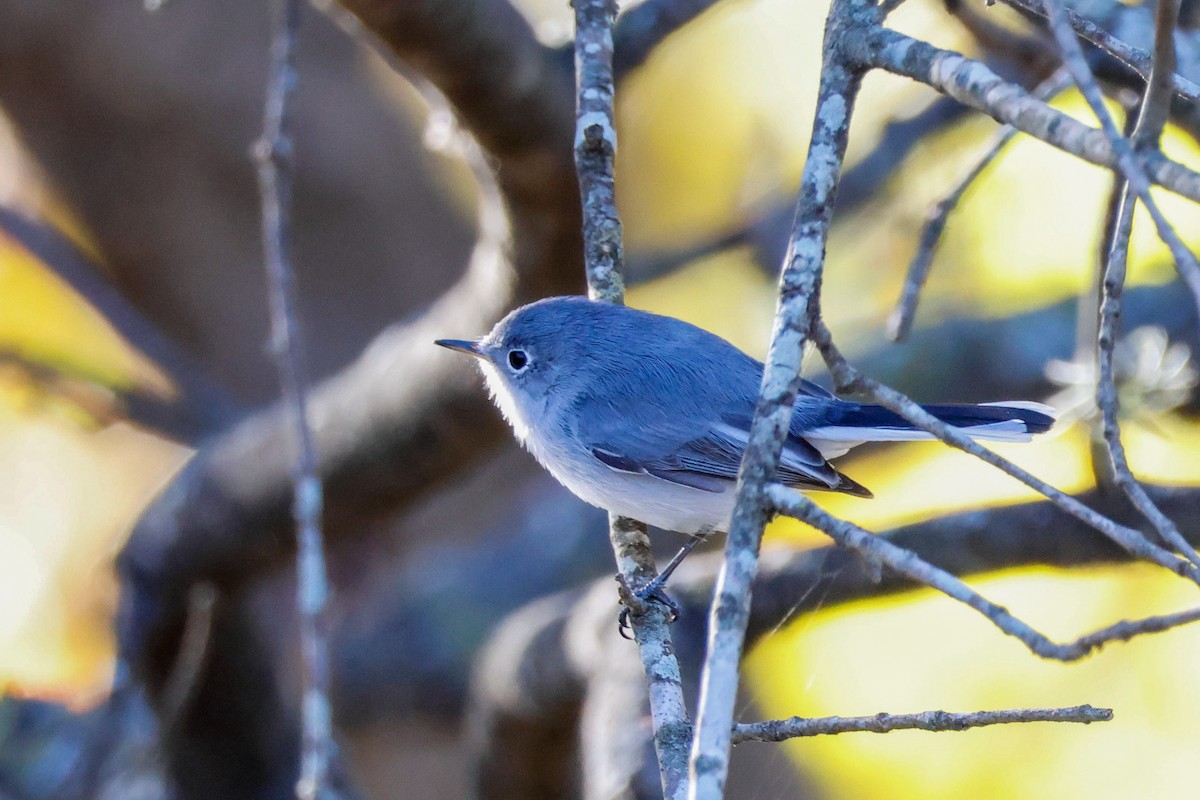 Комароловка сиза - ML646750500