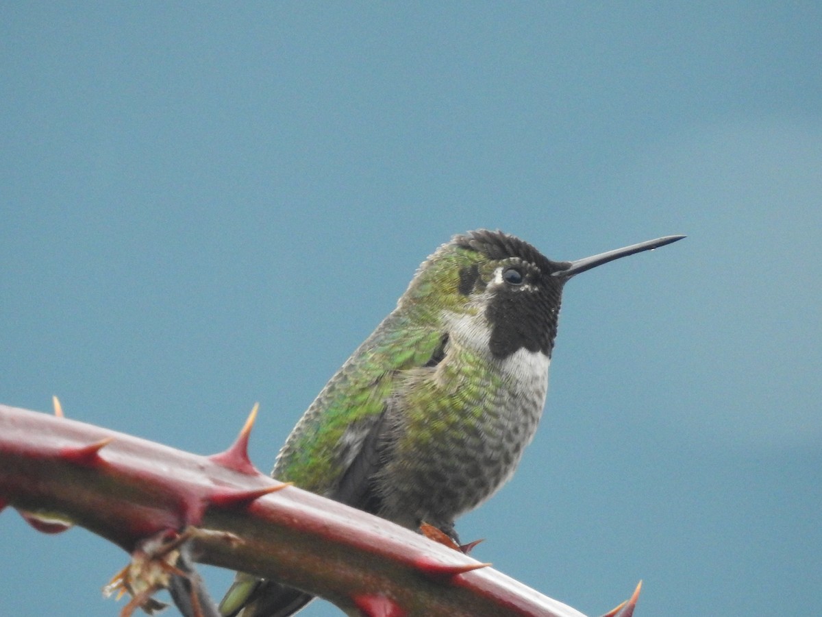Anna's Hummingbird - ML646750501