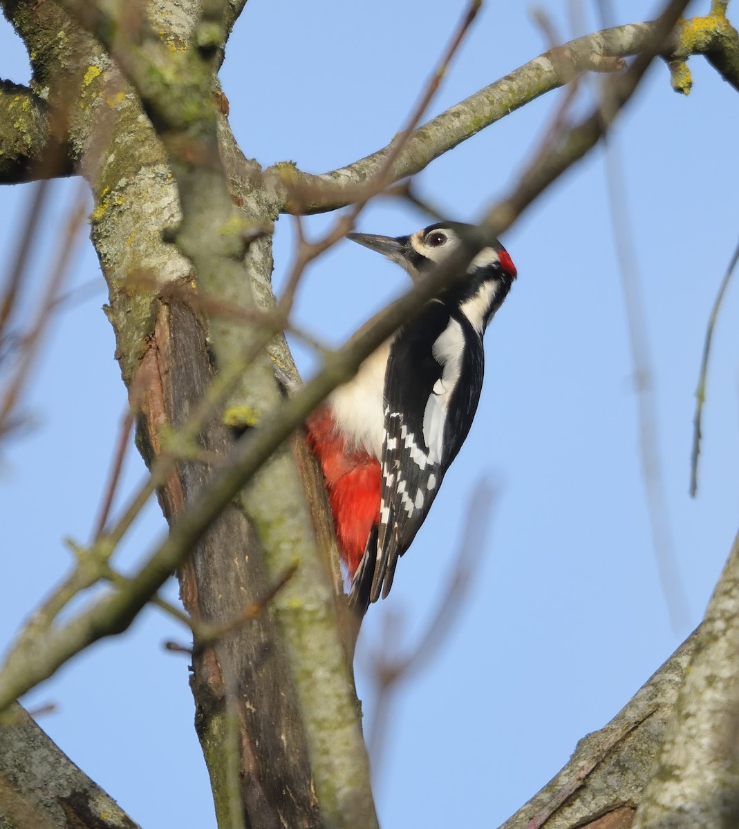 Дятел звичайний - ML646750502