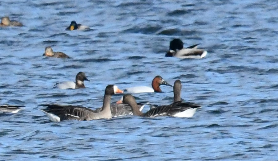 Canvasback - ML646750503