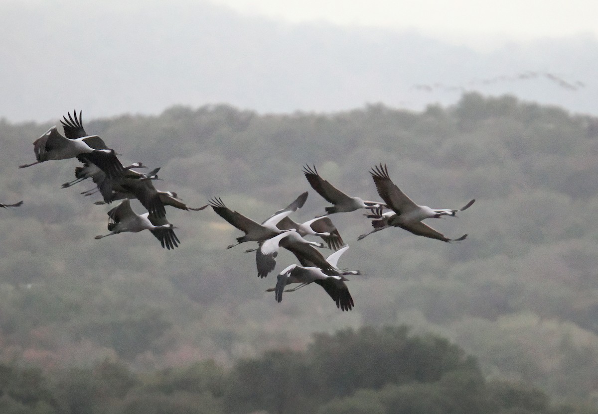 Common Crane - ML646750506