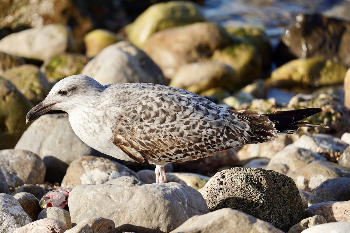 racek středomořský - ML646750514