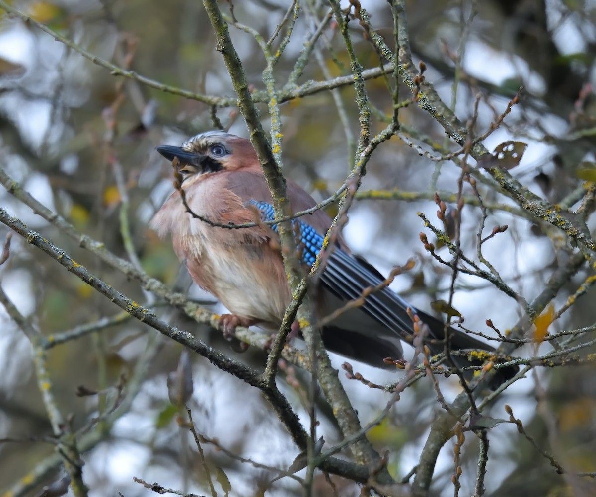 Сойка звичайна - ML646750517