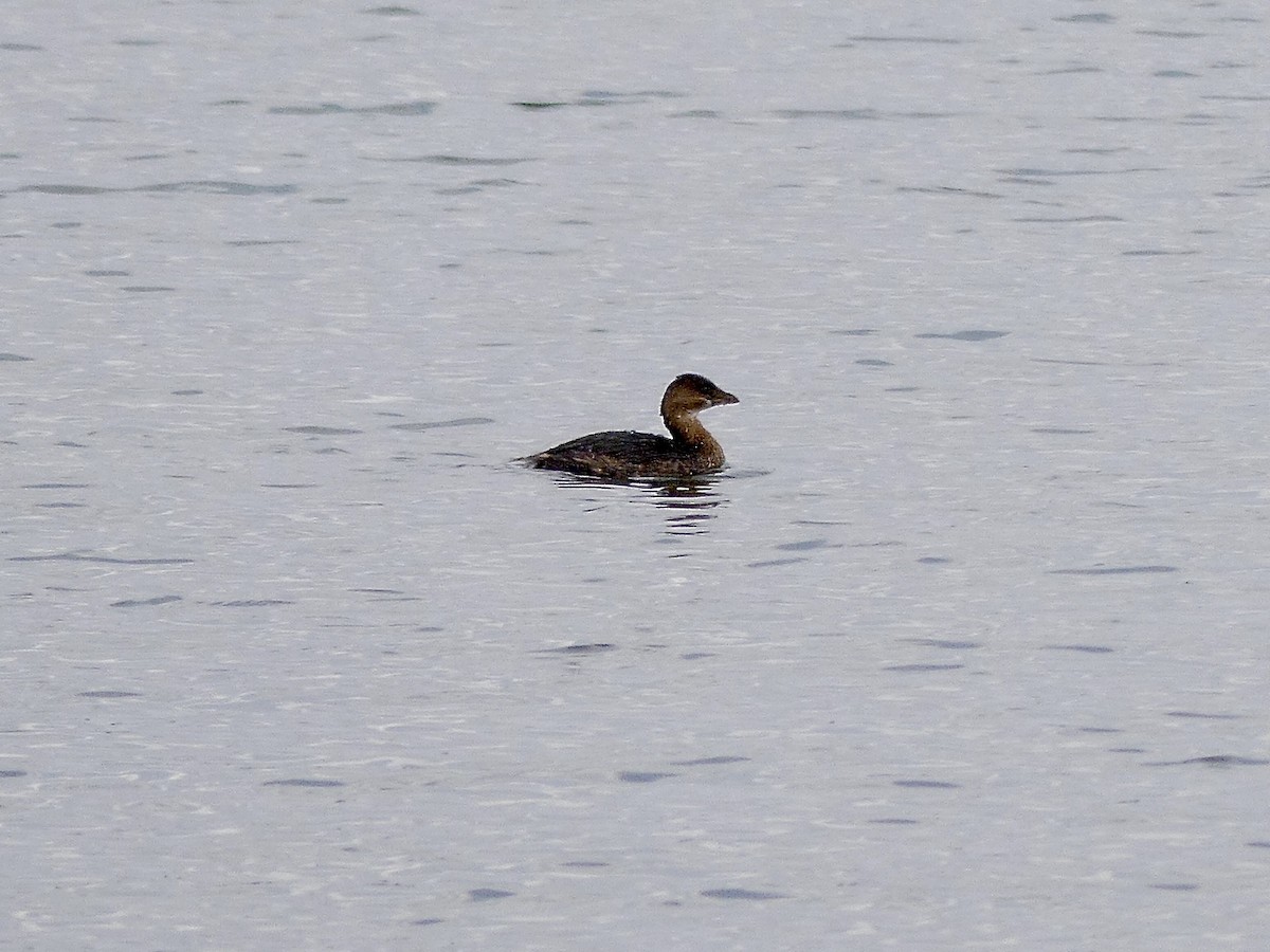 טבלן עקוד-מקור - ML646750523