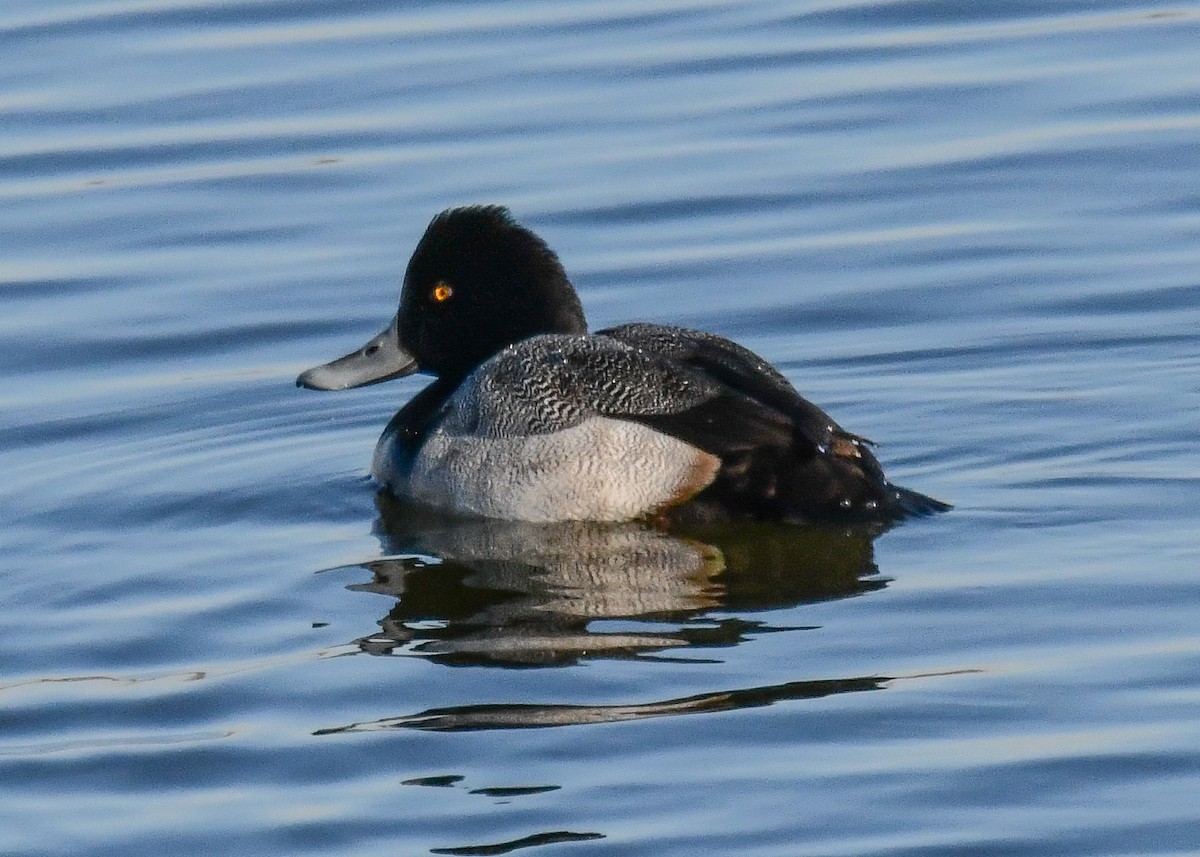Lesser Scaup - ML646750525