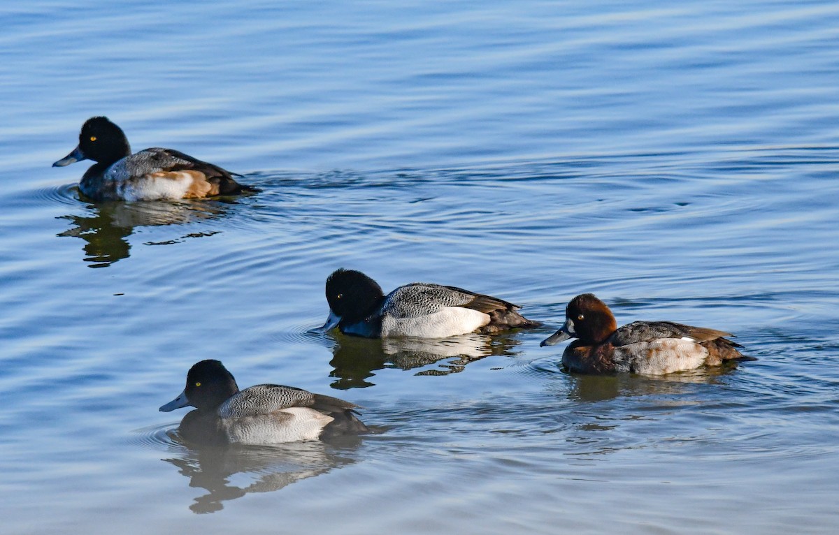 Lesser Scaup - ML646750528