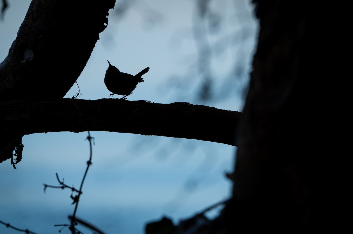 Eurasian Wren - ML646750529