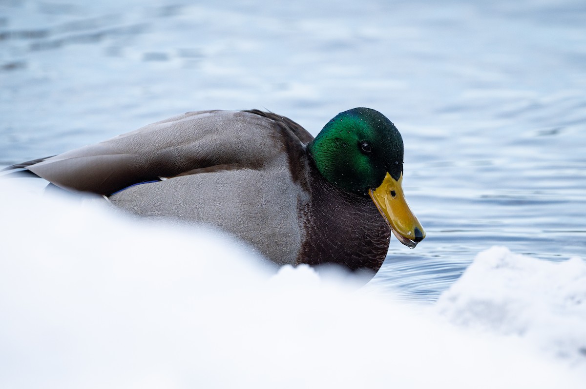 Mallard - ML646750533