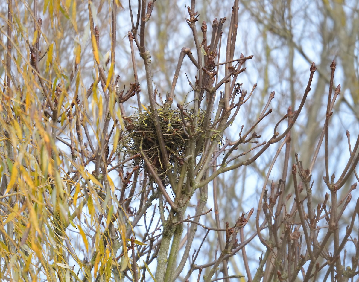 Ворона чорна - ML646750536
