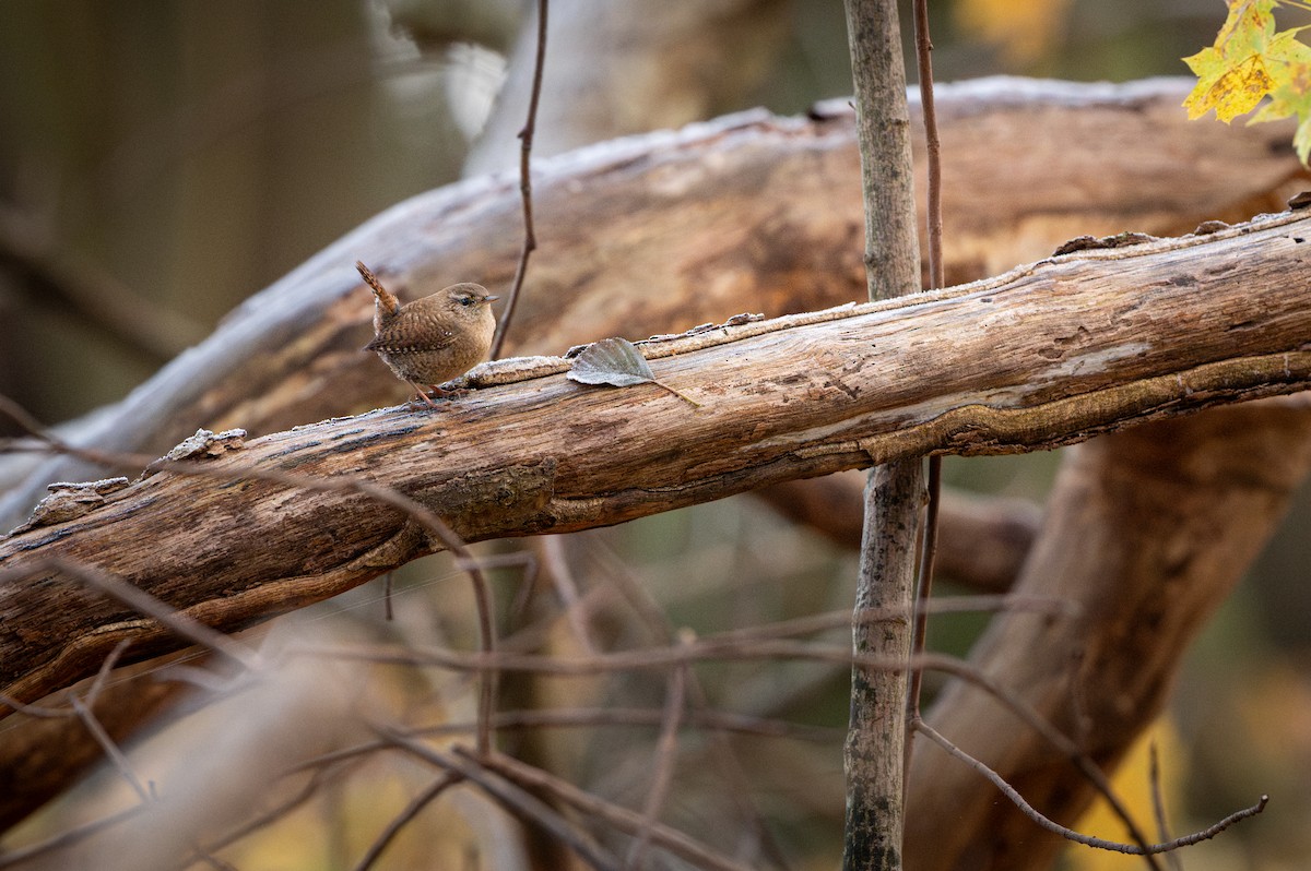 Eurasian Wren - ML646750537