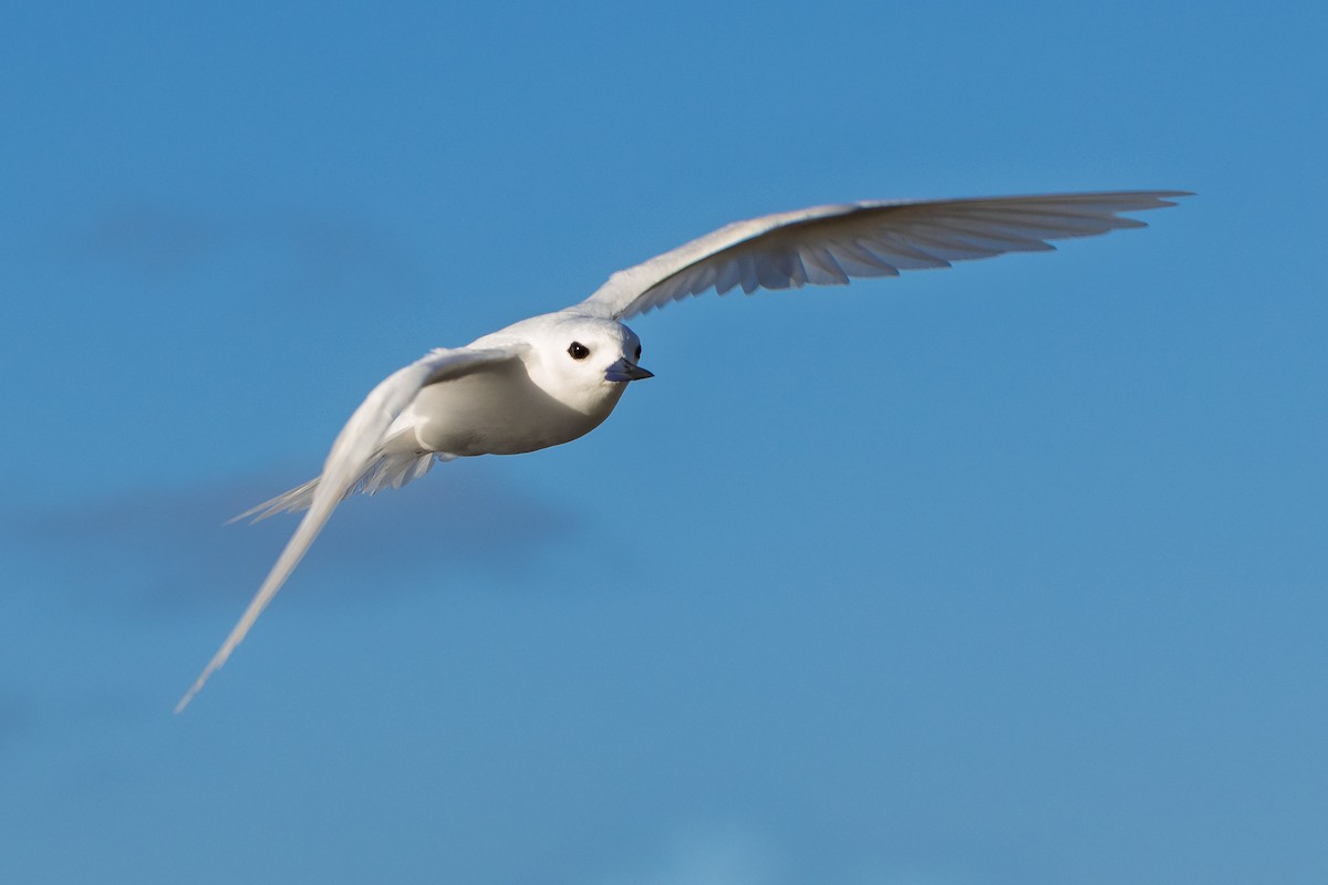 Blue-billed White-Tern - ML646750552