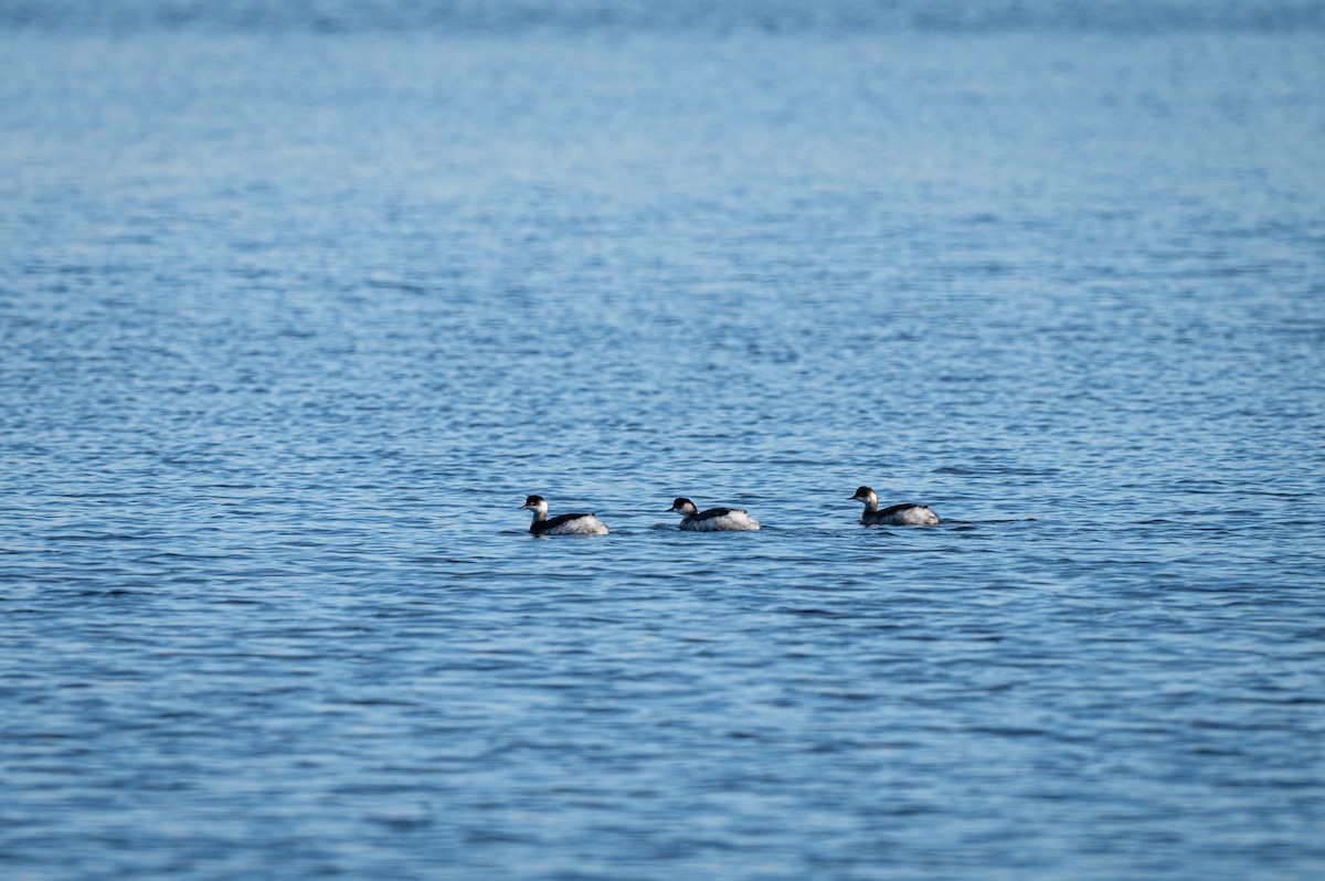Eared Grebe - ML646750554