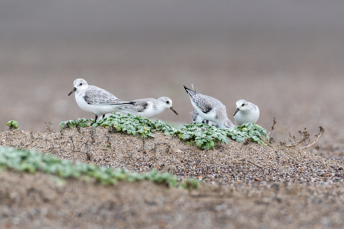 Sanderling - ML646750555