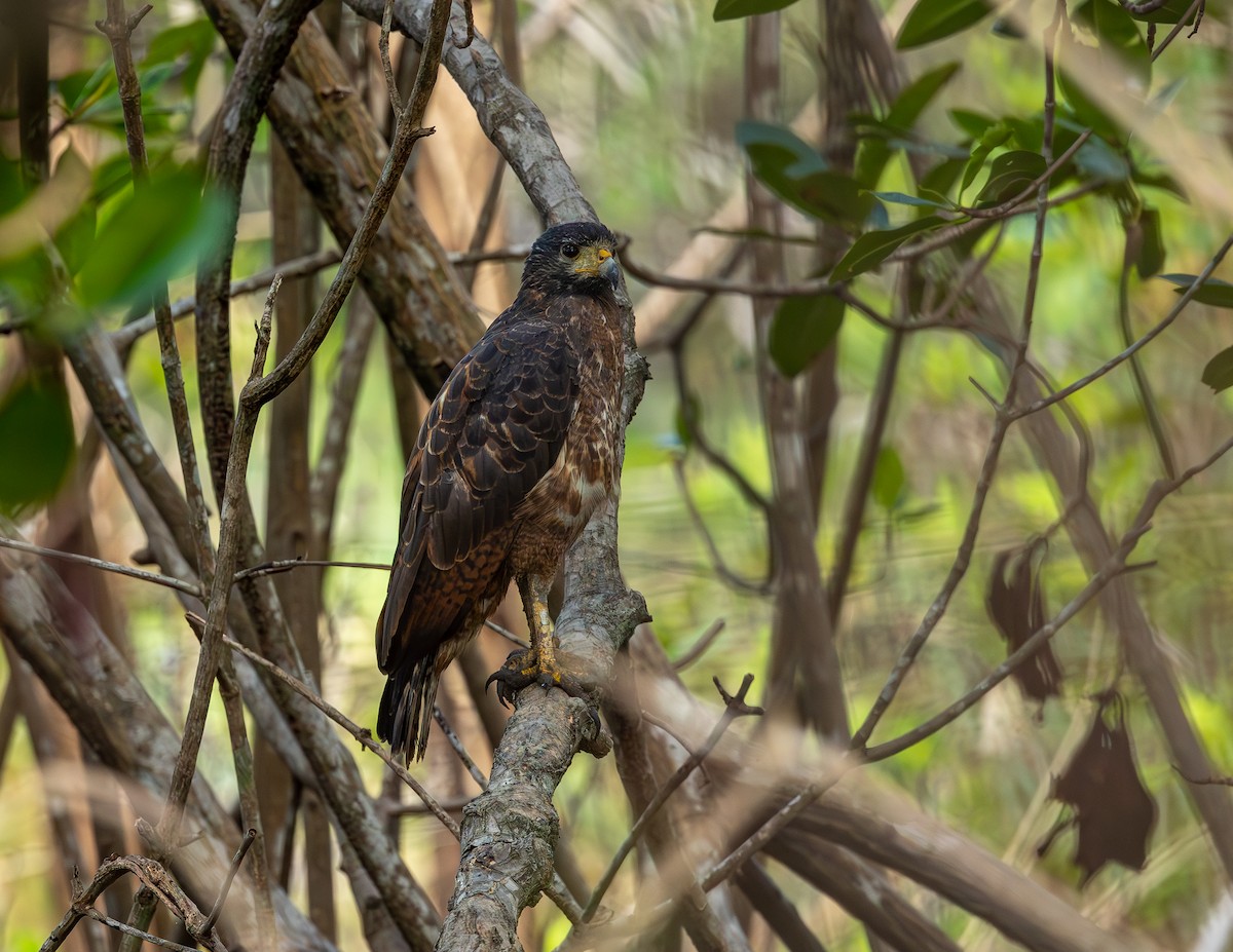 Kızıl Yengeç Şahini - ML646750556