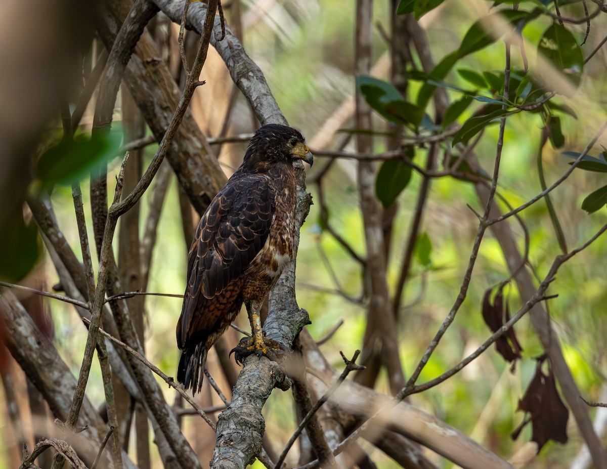 Kızıl Yengeç Şahini - ML646750557