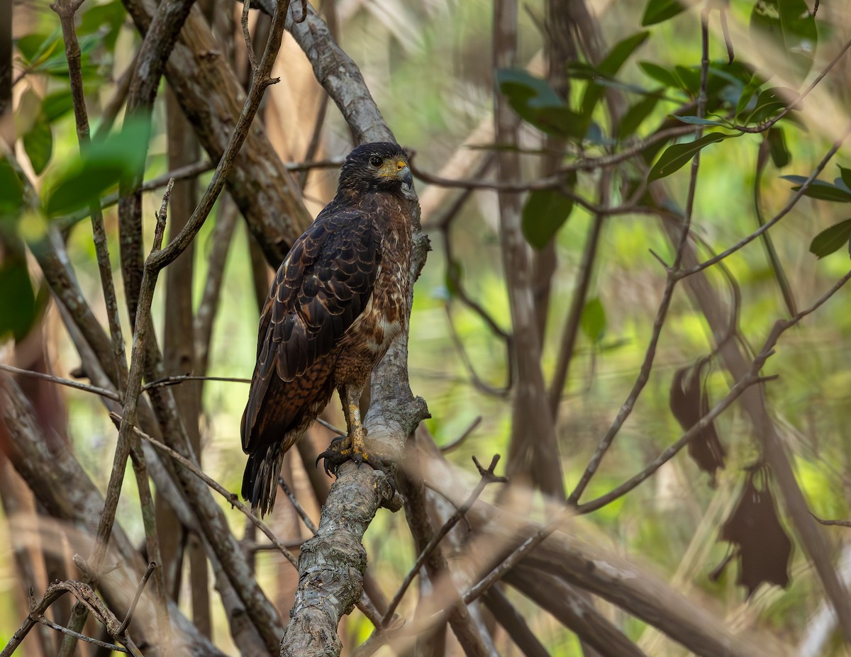 Kızıl Yengeç Şahini - ML646750558