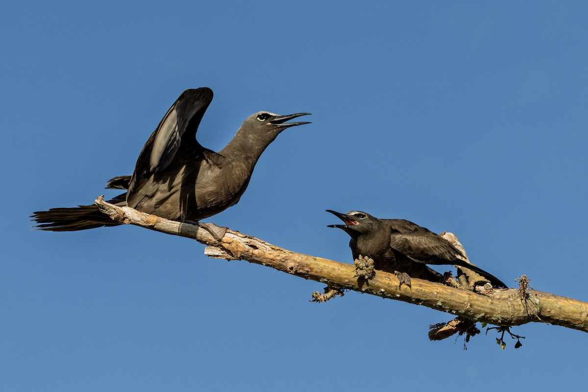 Brown Noddy - ML646750560