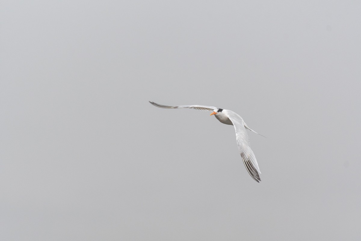 Elegant Tern - ML646750562