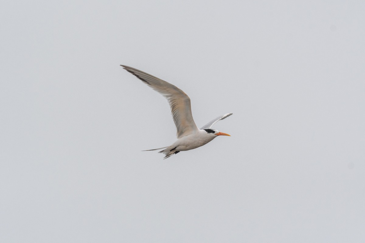 Elegant Tern - ML646750563