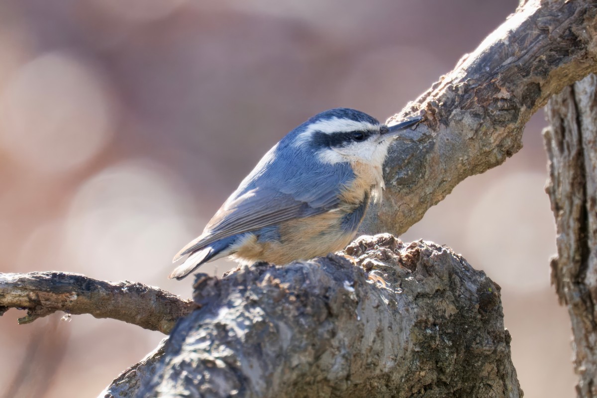 Sittelle à poitrine rousse - ML646750564