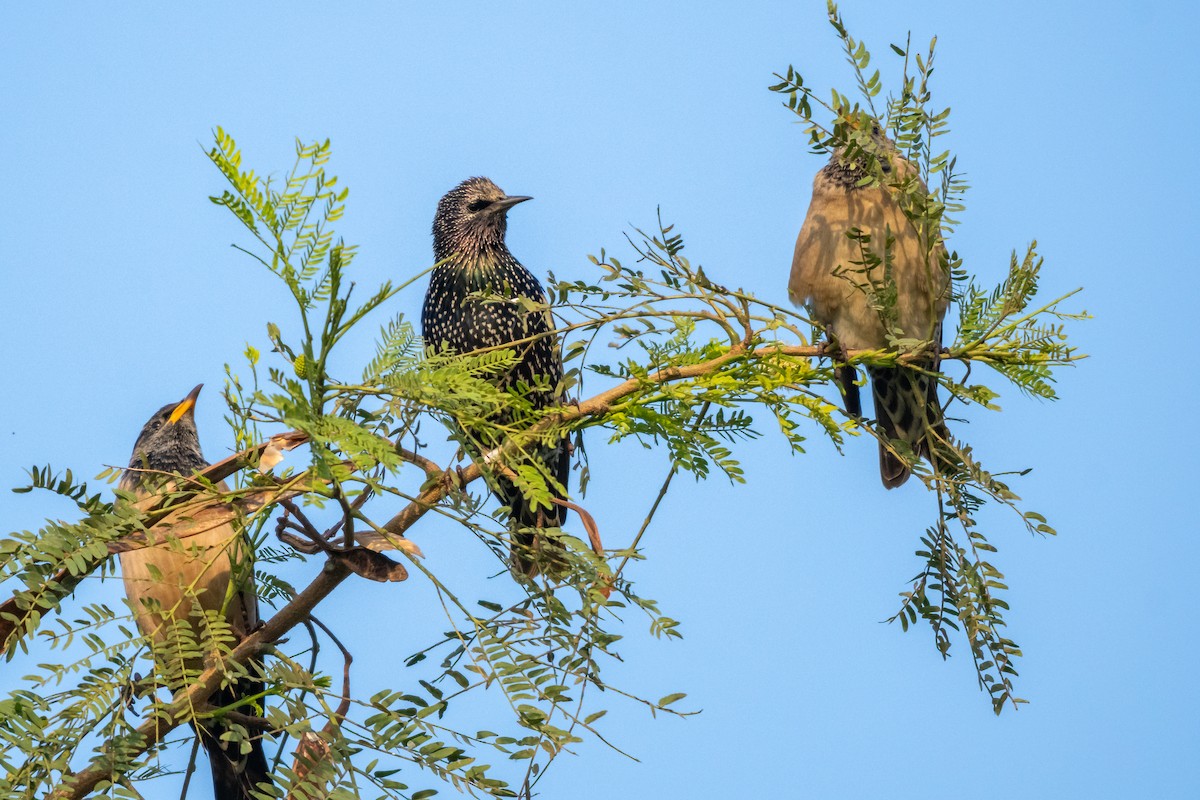 Arabazozo pikarta - ML646750565