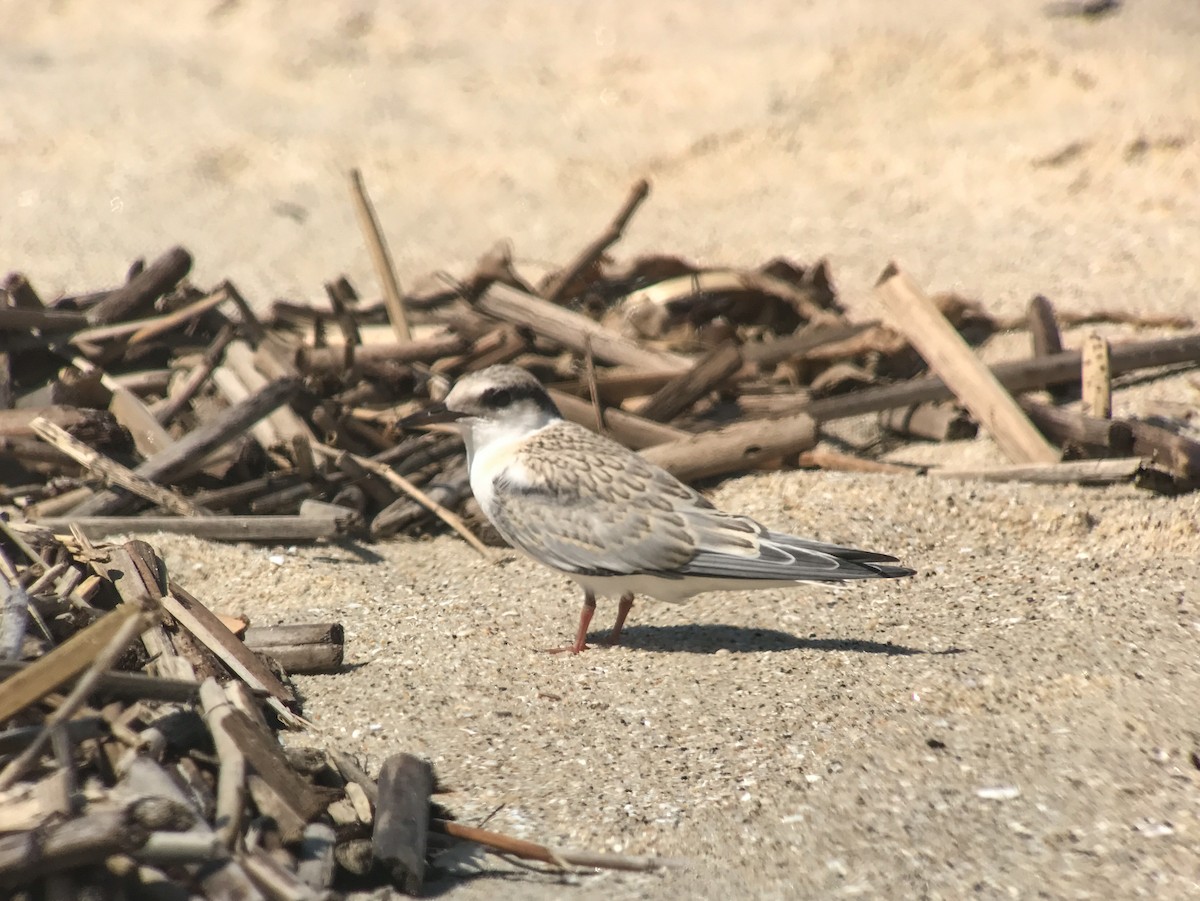 שחפית זעירה - ML646750569
