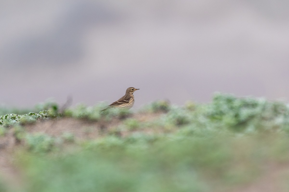 American Pipit - ML646750570
