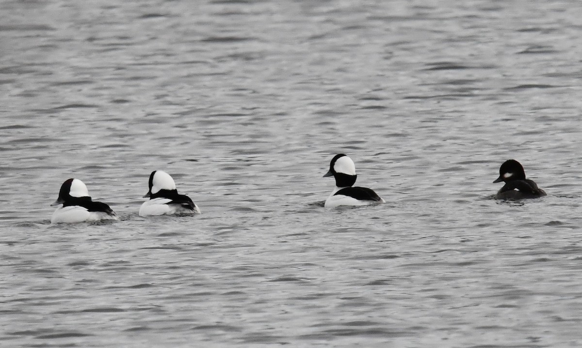Bufflehead - ML646750573